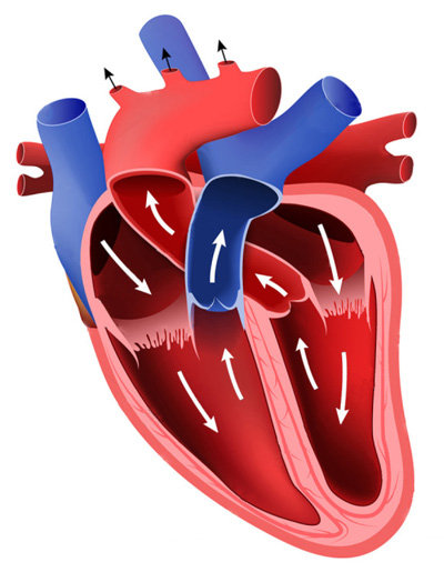 Stages,cours Atelier tandem : mécanique cœur (dès 8 ans)