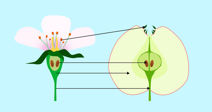 Stages,cours Atelier tandem : la fleur fruit (dès 8 ans)