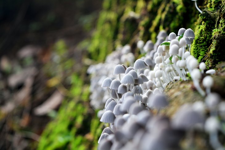 Loisirs A découverte champignons bois