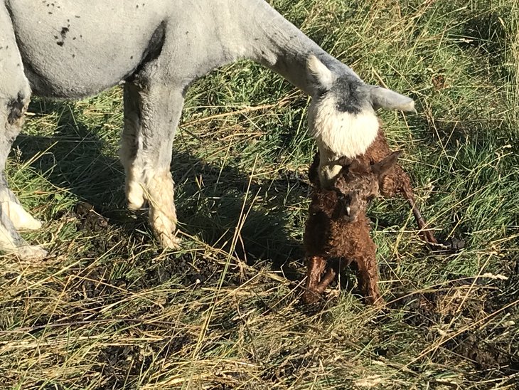 Loisirs Visite d un élevage d alpagas de chevaux Trait Ardennais