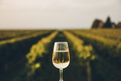 Stages,cours A fresh chilled glass ice wine overlooking a Canadian vineyard during a Summer sunset