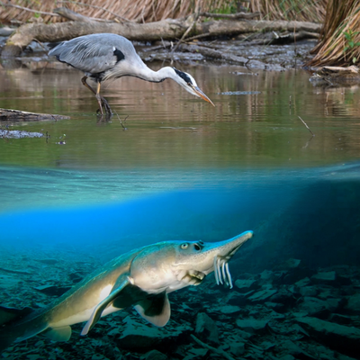 Spectacles Wallonie Sauvage - Biodiversité