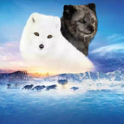 Spectacles Kina & : renards la banquise