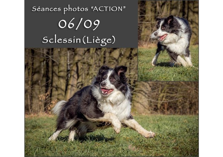 Loisirs Séances photos chiens dans l action (sur terrain clôturé) Alain Thimmesch