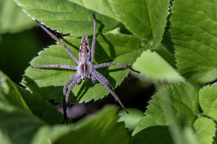 Loisirs Le monde araignées - promenade guidée la découverte araignées