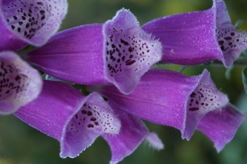 Loisirs Visite guidée  Les plantes médicinales 