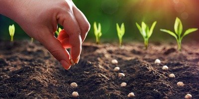 Spectacles Conférence les plantes sauvages comestibles mellifères
