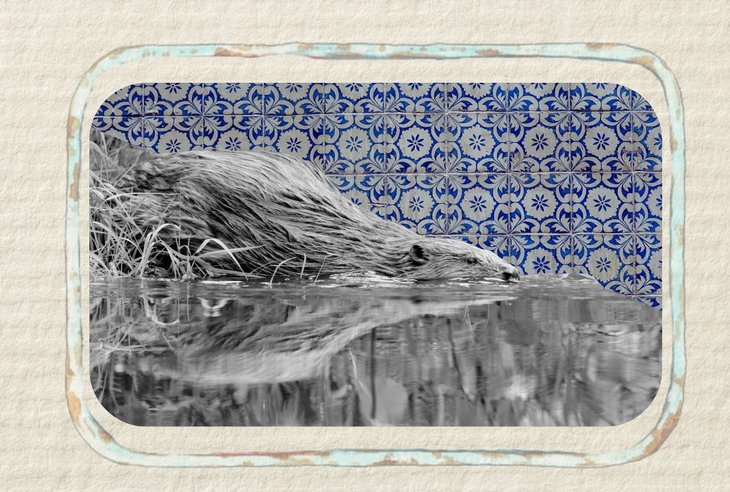 Conférences  Le Castor  Olivier Kints.