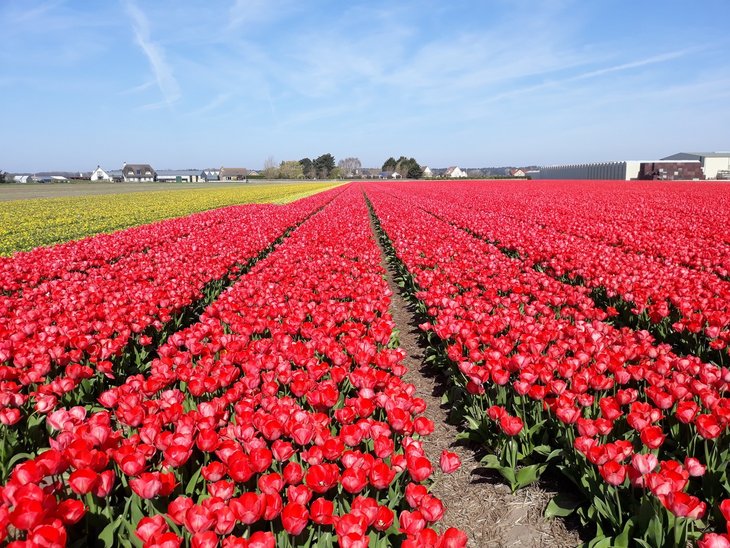 Conférences Conférence - Pays-Bas, proches si différents ...