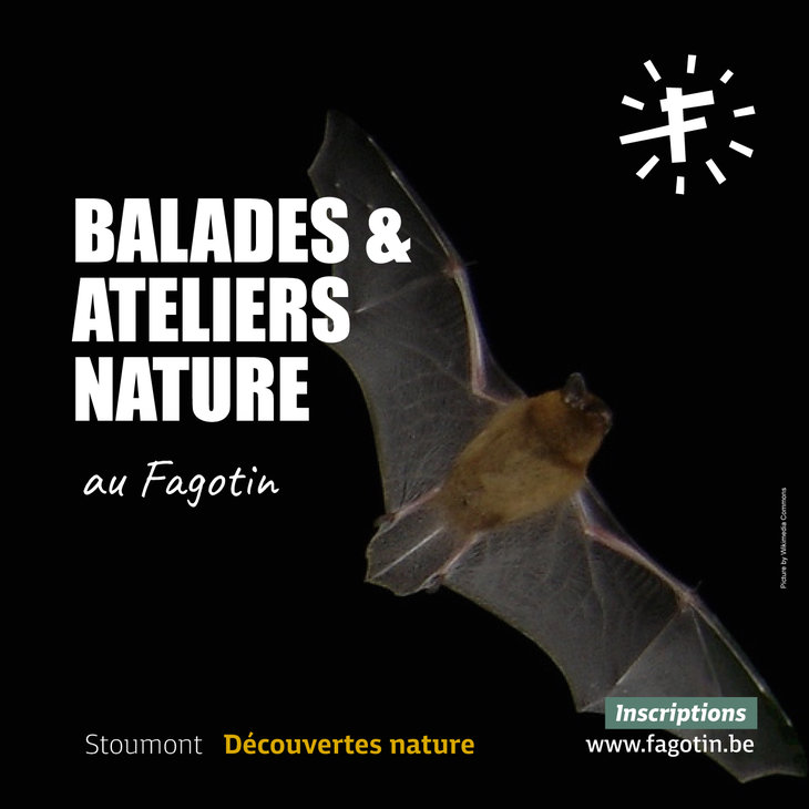 Loisirs Les chauves-souris nous invitent