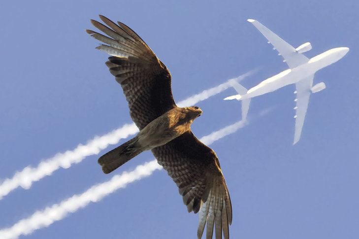 Expositions Expo Flight