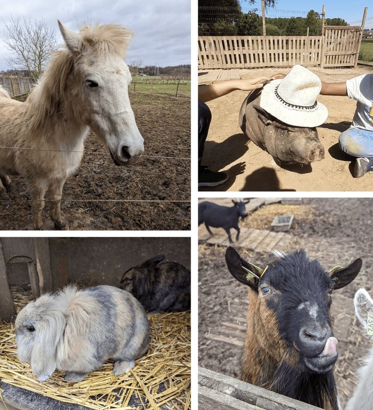 Stages,cours Stage d automne la ferme