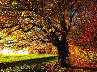 Loisirs Balade l automne rythme lent adapté