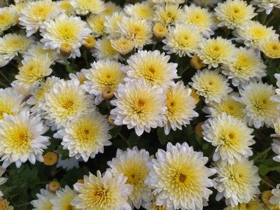 Loisirs Vente Chrysanthèmes Pomponettes