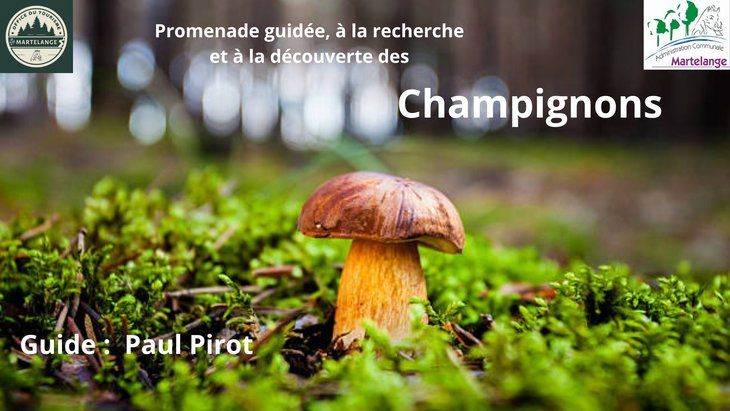 Loisirs Balade guidée la découverte champignons