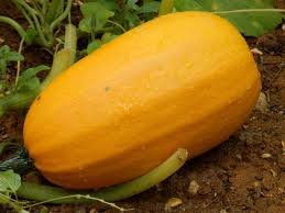 Loisirs Fête la courge