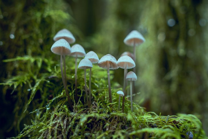 Loisirs Balade d initiation la détermination champignons bois