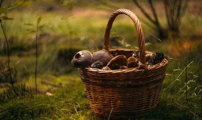 Loisirs Les balades d automne - champignons