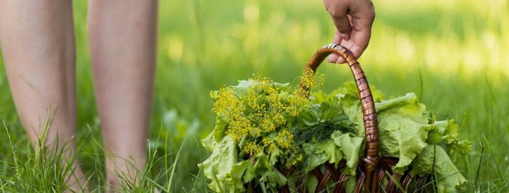 Loisirs Balade la découverte plantes sauvages comestibles médicinales