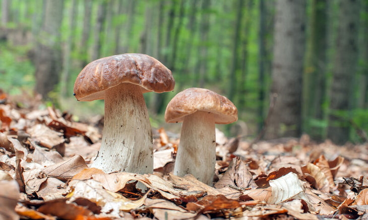 Loisirs Initiation l’identification champignons
