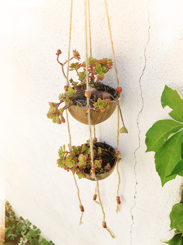 Stages,cours Création d une suspension noix coco avec petites plantes grasses
