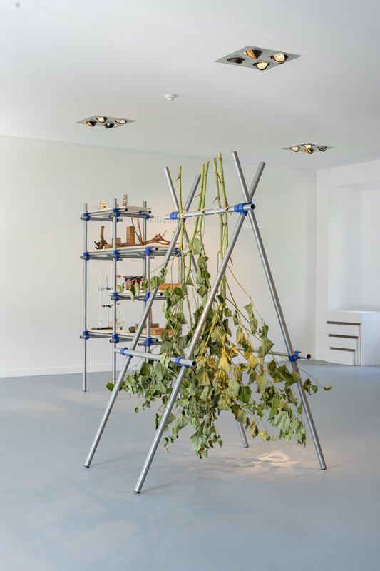 Stages,cours Jeudi Familles - dernière plante monde