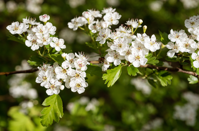 Loisirs Distribution d’arbres, plants pour haies de petits fruitiers