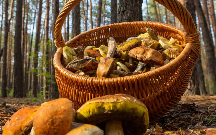 Loisirs Balade champignons
