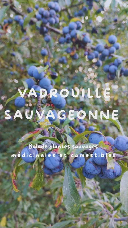 Loisirs Vadrouille Sauvageonne d Automne