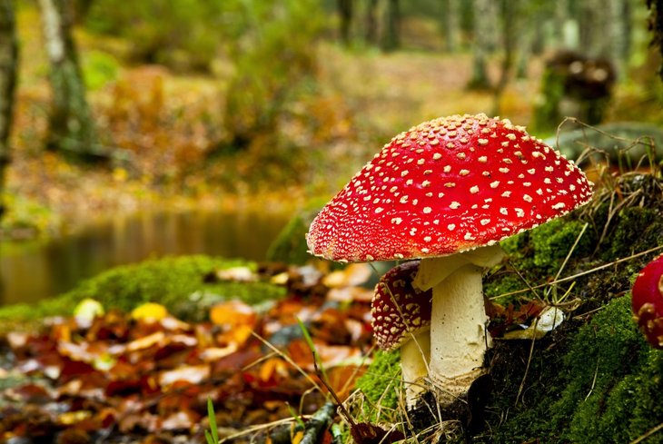 Loisirs Balade cuisine autour champignons