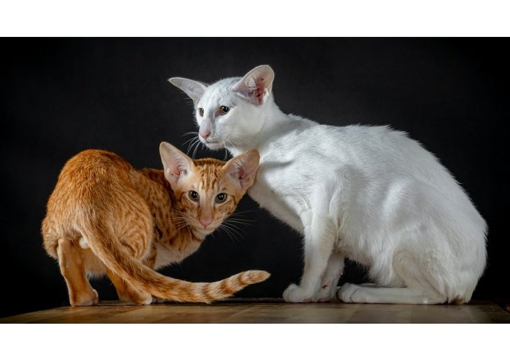 Loisirs Séances photos pour chats