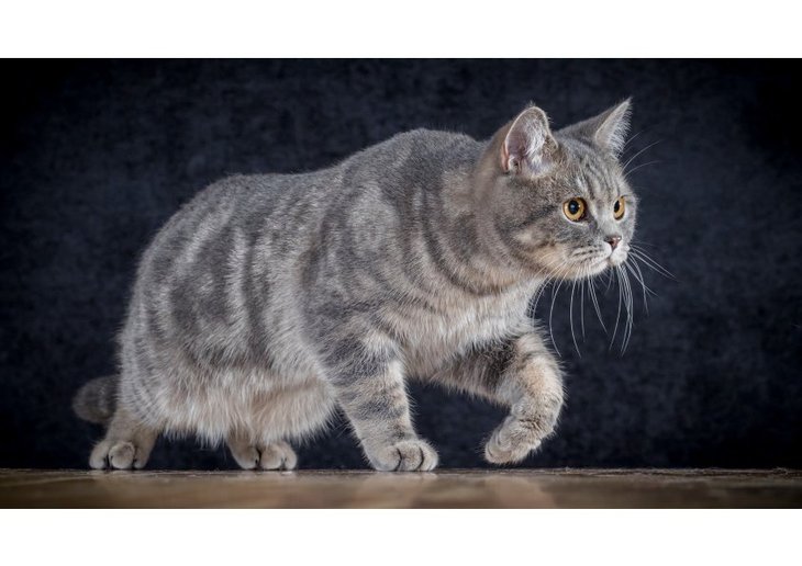 Loisirs Séances photos pour chats
