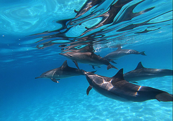 Excursions, séjours Une semaine paradis Dauphins Sataya & célébration la nouvelle année