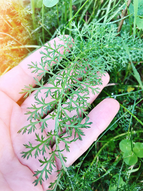 Loisirs Balade plantes comestibles d automne