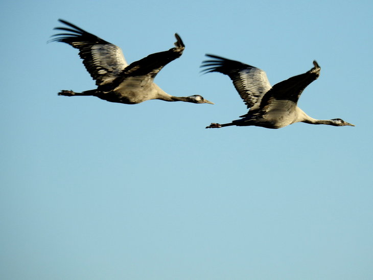 Excursions, séjours Excursion ornithologique la découverte la migration Grues cendrées