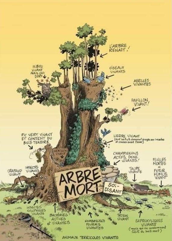 Loisirs Arbres morts, source vie