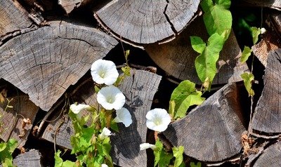 Loisirs Vente publique enchères lots bois chauffage