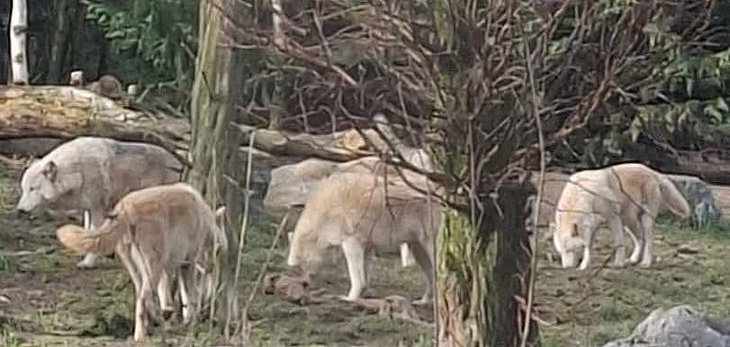 Conférences Faut avoir peur loups ? nous enseignent archives historiques?