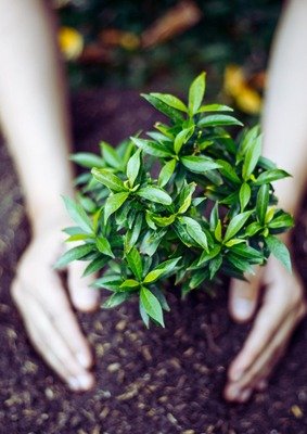 Loisirs Plantation l Arbre - 1