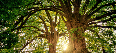 Loisirs Distribution gratuite plants La Semaine l’Arbre 2025