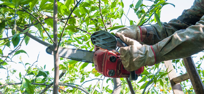 Conférences Démonstration d’élagage saules têtards - Semaine l Arbre 2025