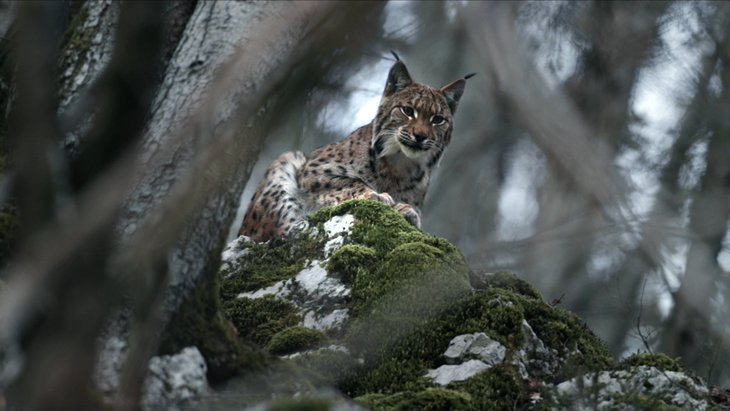 Spectacles Sur piste lynx