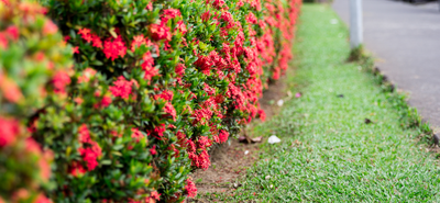 Loisirs Distribution plants pour semaine l arbre