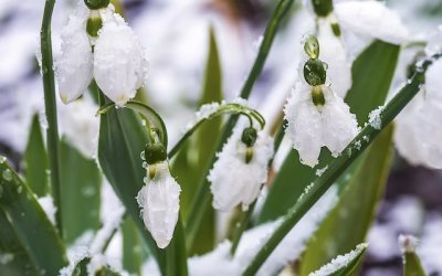 Stages,cours Le printemps prépare