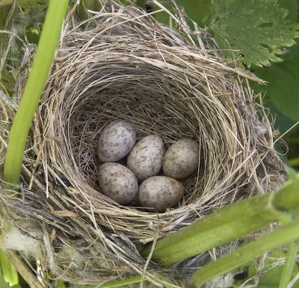 Stages,cours Quoi n Oeuf ?