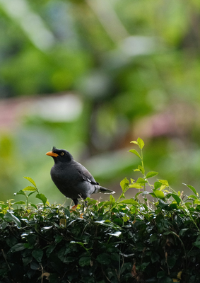 Conférences Conférence semaine l arbre
