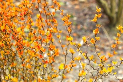 Loisirs Journée l Arbre