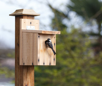 Stages,cours Ateliers formations Campagne d’inventaires ornithologiques participatifs