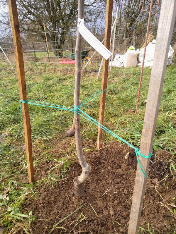 Stages,cours Atelier plantation fruitiers