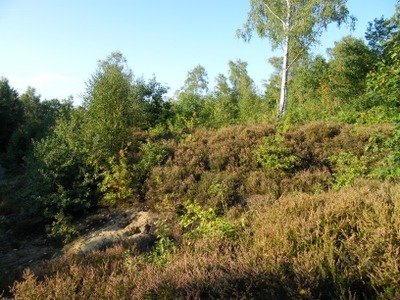 Conférences ! Nouvelle Date/nouveau Lieu ! Séance d info : Restauration écologique la Prairie Ca